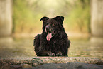 Leonberger-Mongrel