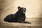 Leonberger-Mongrel