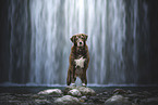 Labrador-Retriever-Mongel