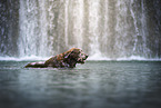 Labrador-Retriever-Mongel