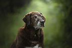 Labrador-Retriever-Mongel