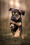 Mongrel Puppy