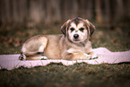 Mongrel Puppy