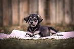 Mongrel Puppy