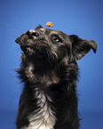 Croatian-Shepherd-Mongrel