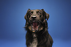 Croatian-Shepherd-Mongrel