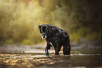 Labrador-Mongrel