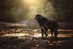 Labrador-Mongrel