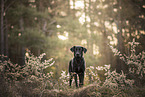 Labrador-Mongrel