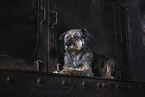 Australian-Shepherd-German-Herder