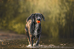 mongrel