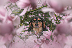 mongrel