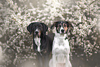 mongrels