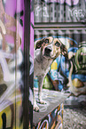 Pointer-Mongrel