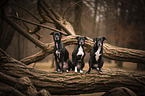 mongrels