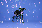Dalmatian-Mongrel