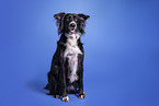 Border-Collie-Mongrel