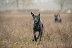 Thai Ridgeback and Doberman-Pinnscher-Mongrel