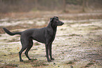 Doberman-Pinscher-Mongrel