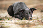 Doberman-Pinscher-Mongrel