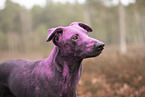 Doberman-Pinscher-Mongrel