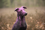 Doberman-Pinscher-Mongrel