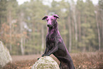 Doberman-Pinscher-Mongrel