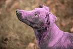 Doberman-Pinscher-Mongrel