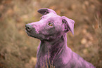 Doberman-Pinscher-Mongrel