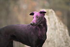 Doberman-Pinscher-Mongrel