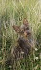 Yorkshire-Terrier-Mongrel
