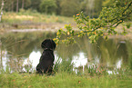 Cocker-Spaniel-Dachshund