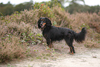 Cocker-Spaniel-Dachshund