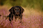 Golden-Retriever-Mongrel