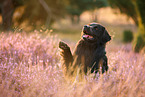 Golden-Retriever-Mongrel