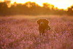 Golden-Retriever-Mongrel