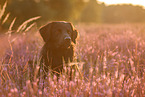 Golden-Retriever-Mongrel