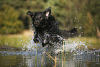 Golden-Retriever-Mongrel