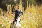 Labrador-Shar-Pei-Mongrel