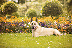 German-Shepherd-Husky-Mongrel