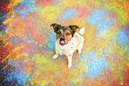 Parson-Russell-Terrier-Mongrel