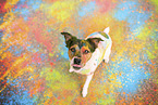 Parson-Russell-Terrier-Mongrel