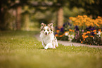 Miniature-Australian-Shepherd-Mongrel