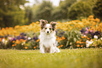 Miniature-Australian-Shepherd-Mongrel