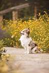 Miniature-Australian-Shepherd-Mongrel