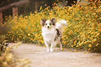 Miniature-Australian-Shepherd-Mongrel