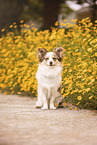 Miniature-Australian-Shepherd-Mongrel