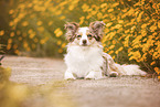 Miniature-Australian-Shepherd-Mongrel