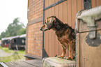 Dachshund-Mongrel