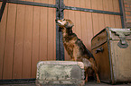 Dachshund-Mongrel